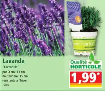 Norma Lavande "Lavandula" offre