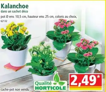 Norma Kalanchoe dans un sachet déco offre