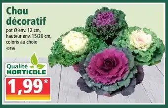 Norma Chou décoratif offre