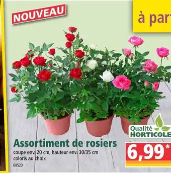 Assortiment de rosiers