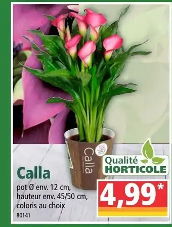 Norma Calla offre
