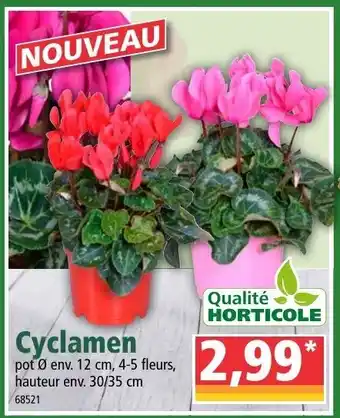 Norma Cyclamen offre