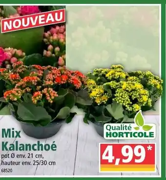 Norma Mix kalanchoé offre