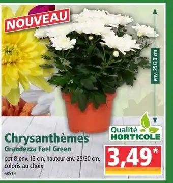 Norma Chrysanthèmes offre