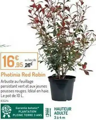 Photinia Red Robin