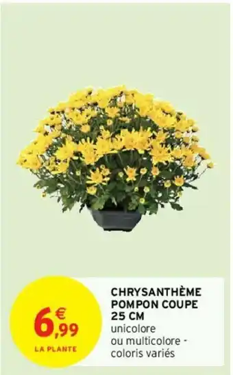 Intermarché Chrysanthème Pompon Coupe 25cm offre
