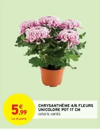 Intermarché Chrysanthème 4/6 Fleurs Unicolore Pot 17cm offre