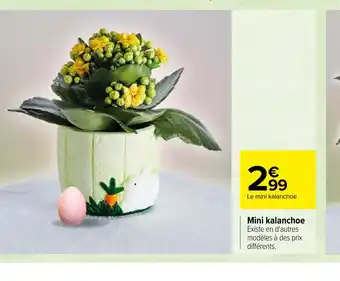Carrefour Mini kalanchoe offre