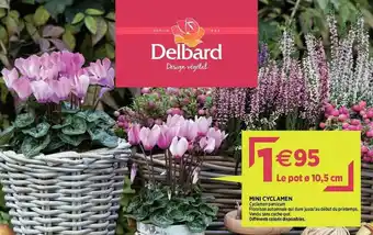 Delbard Mini Cyclamen offre