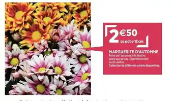 Marguerite D'automne