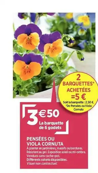 Delbard Pensées Ou Viola Cornuta offre