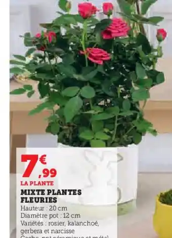 Hyper U MIXTE PLANTES FLEURIES offre