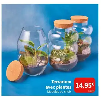 Colruyt Terrarium avec plantes offre