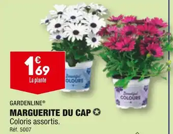 ALDI GARDENLINE MARGUERITE DU CAP offre