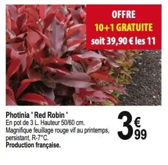 Tridôme Photinia 'Red Robin' offre