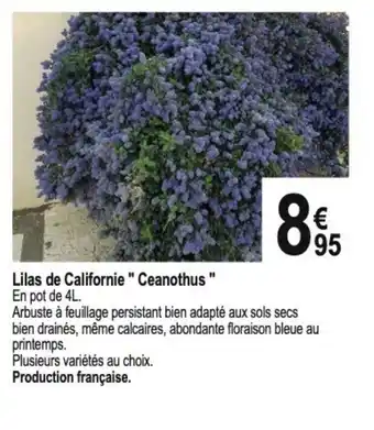 Tridôme Lilas de Californie "Ceanothus" offre