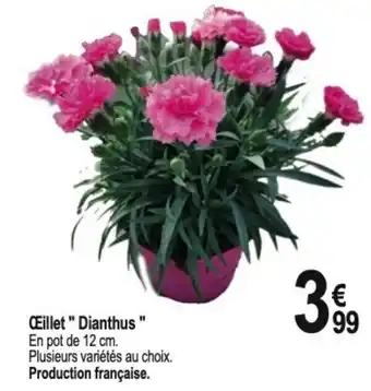 Tridôme Œillet "Dianthus " offre