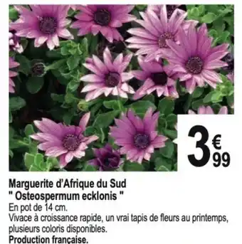 Tridôme Marguerite d'Afrique du Sud "Osteospermum ecklonis" offre