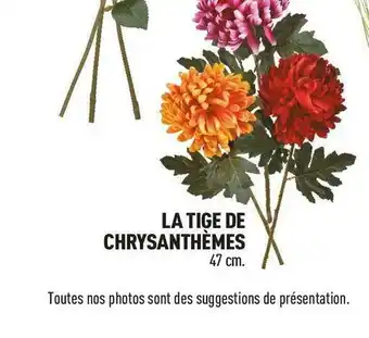 Centrakor La tige de chrysanthèmes offre