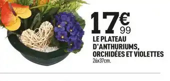 Le plateau d'anthuriums, orchidées et violettes