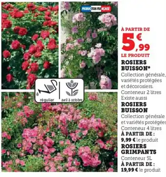 ROSIERS BUISSON*