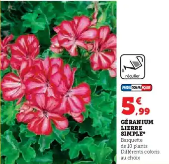 Hyper U GÉRANIUM LIERRE SIMPLE* offre