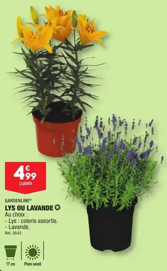 ALDI GARDENLINE® LYS OU LAVANDE✪ offre