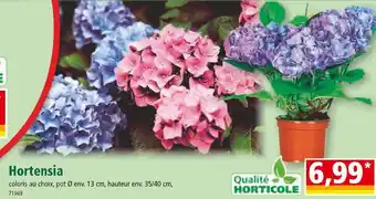 Norma Hortensia offre