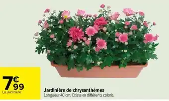Jardinière de chrysanthèmes