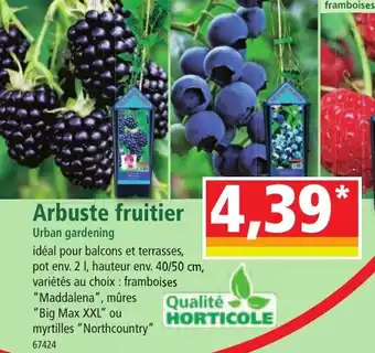 Norma Arbuste fruitier offre