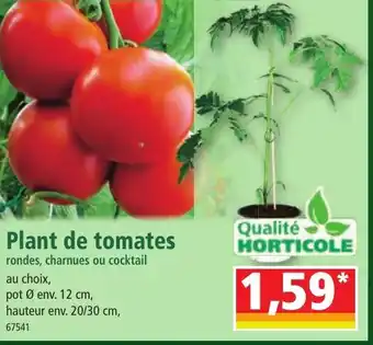 Norma Plant de tomates offre