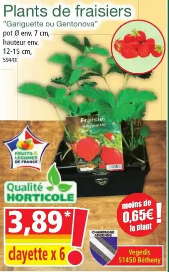 Norma Plants de fraisiers offre