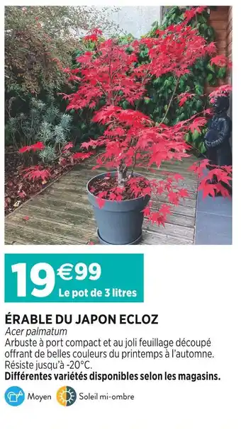 Delbard ECLOZ ÉRABLE DU JAPON offre