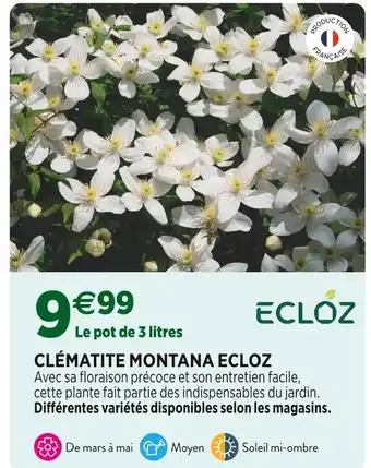 Delbard ECLOZ CLÉMATITE MONTANA offre