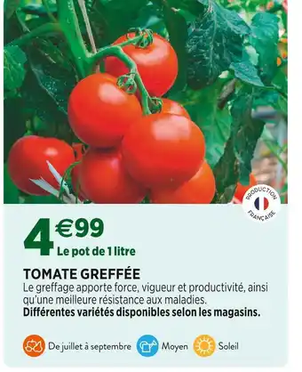Delbard TOMATE GREFFÉE offre