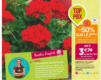 Delbard GÉRANIUM CALLIOPE offre