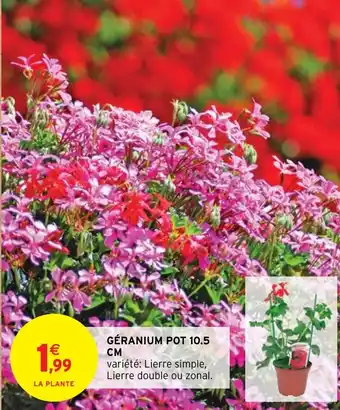 GÉRANIUM POT 10.5 CM