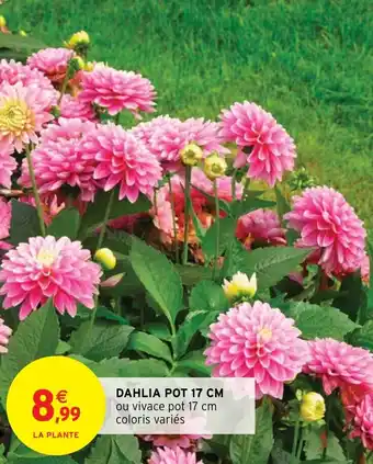 Intermarché Hyper DAHLIA POT 17 CM offre