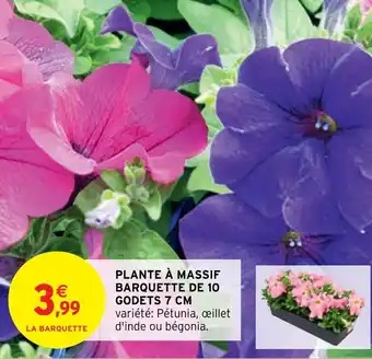 Intermarché Hyper PLANTE À MASSIF BARQUETTE DE 10 GODETS 7 CM offre