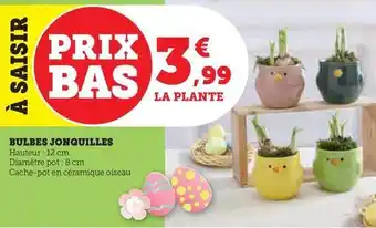 Super U Bulbes jonquilles offre