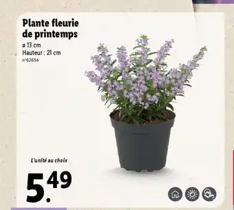 Lidl Plante fleurie de printemps offre