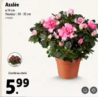 Lidl Azalée offre