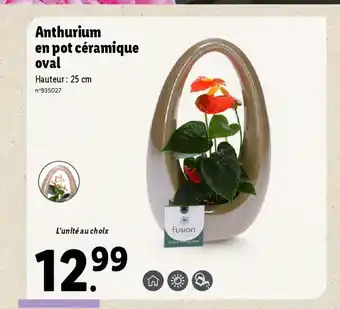 Lidl Anthurium en pot céramique oval offre