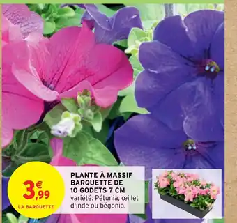 Intermarché PLANTE À MASSIF BARQUETTE DE 10 GODETS 7 CM offre