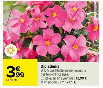 Carrefour Dipladenia offre