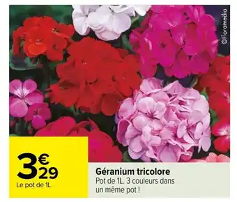 Carrefour Géranium tricolore offre