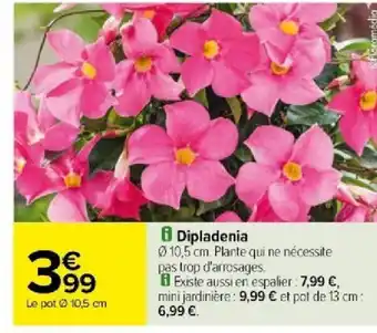 Carrefour 8 Dipladenia offre