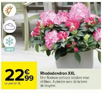 Carrefour Rhododendron XXL offre