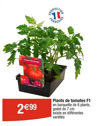 Plants de tomates F1