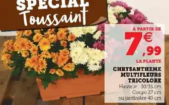 Chrysanthème multifleurs tricolore